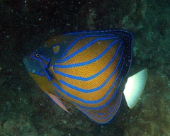 Blue-ringed Angelfish