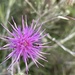 Cordylepherus sponsus - Photo (c) Michael Demetriou, all rights reserved, uploaded by Michael Demetriou