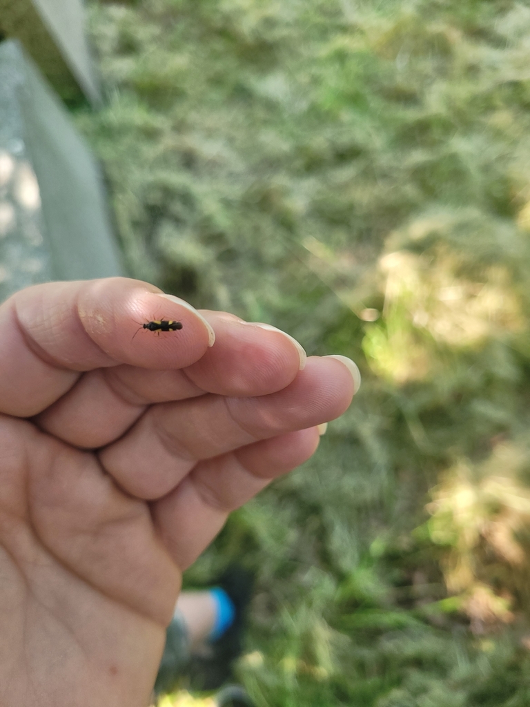 fourspotted plant bug from Coventry CV2, UK on 11 June, 2023 at 1001