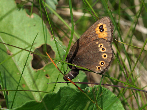 Woodland Ringlet
