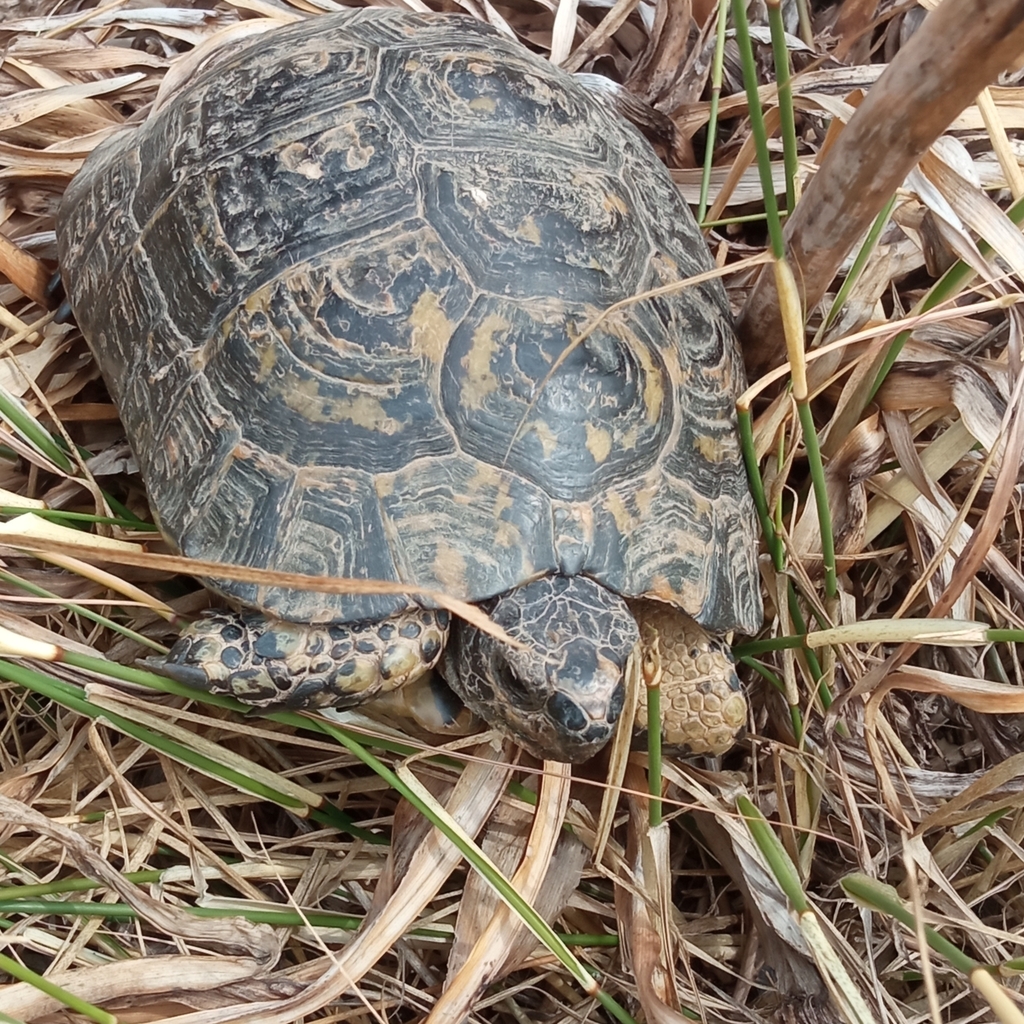 Greek Tortoise In June 2023 By Ricardo Lemaur · Inaturalist