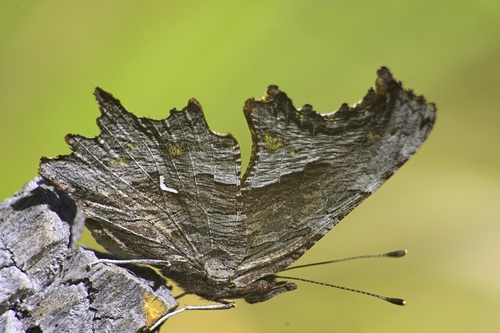 iNaturalist observation photo of Hoary Comma