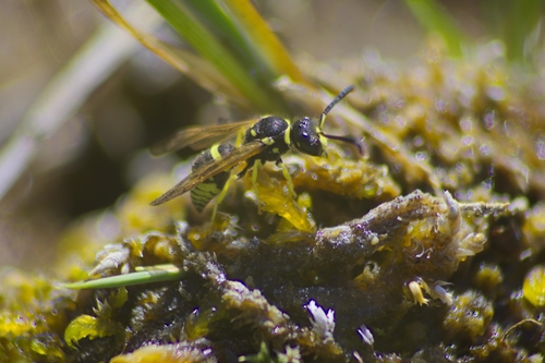 iNaturalist observation photo of Ancistrocerus