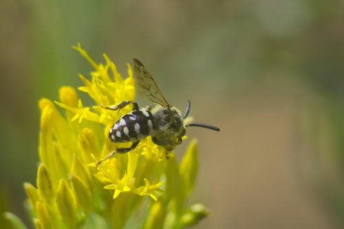 iNaturalist observation photo of California Digger-cuckoo Bee
