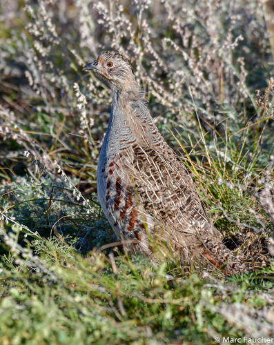Daurian Partridge