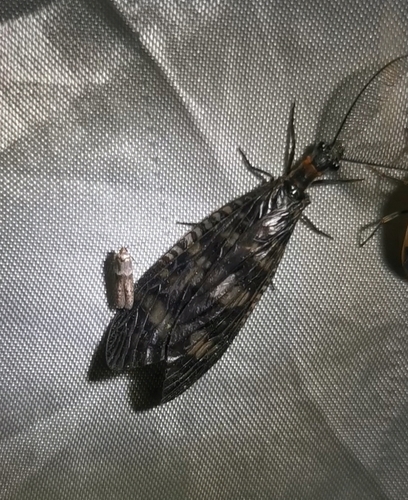 Ctenochauliodes yangi