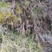 Marchantia globosa - Photo (c) ana_bratu, todos los derechos reservados