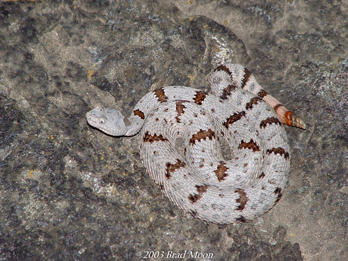 Rock Rattlesnake