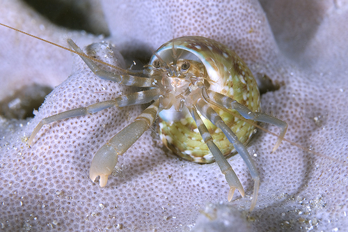 Pagurixus nomurai