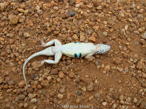 Elegant Earless Lizard