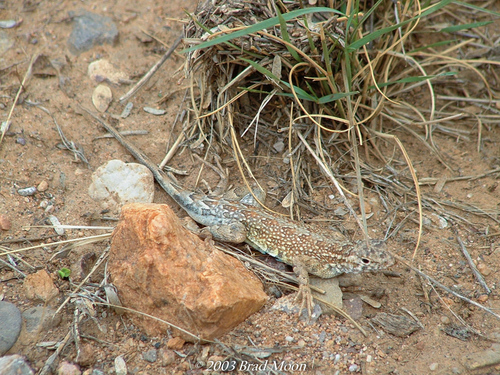 Elegant Earless Lizard