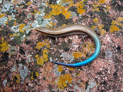 Mountain Skink