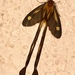 Himantopteridae - Photo (c) Glyn Lewis, όλα τα δικαιώματα διατηρούνται, uploaded by Glyn Lewis
