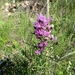 Vernonanthura nudiflora - Photo (c) Mariano Carrasco, todos los derechos reservados, subido por Mariano Carrasco