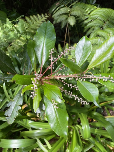Lily of the Valley Tree