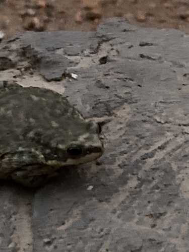 Dhofar Toad