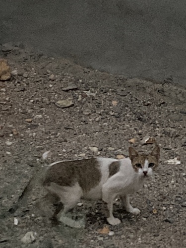 Domestic Cat