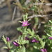 Schenkia japonica - Photo (c) Chiaoyun Cheng, todos los derechos reservados, subido por Chiaoyun Cheng
