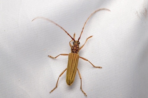 Gibbocerambyx aurovirgatus