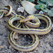 Slender Quill-snouted Snake - Photo (c) Kyle Finn, all rights reserved, uploaded by Kyle Finn