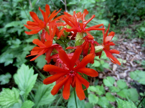 Brilliant Campion