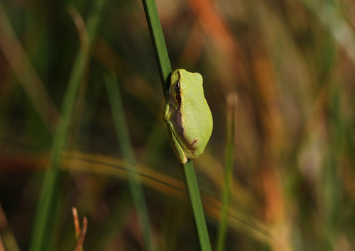 Eastern Tree Frog