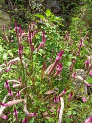 Celosia argentea image