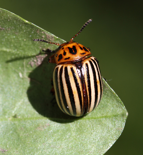 Colorado Potato Beetle