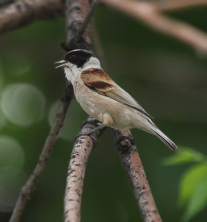 White-crowned Penduline-Tit photo