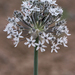 Allium subscabrum - Photo (c) Ingeborg van Leeuwen, todos los derechos reservados