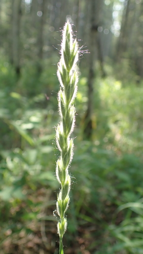 Leymus innovatus (Beal) Pilg.