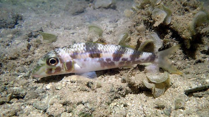 Yellow goatfish