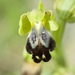 Sombre Bee-Orchid - Photo (c) olicannes, all rights reserved