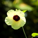 Hibiscus vitifolius - Photo (c) Rajib Maulick, כל הזכויות שמורות, uploaded by Rajib Maulick