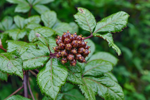 Eleutherococcus cissifolius
