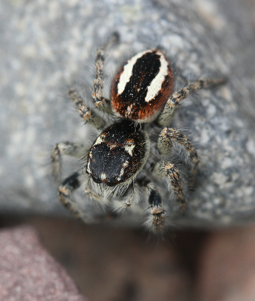 www.inaturalist.org