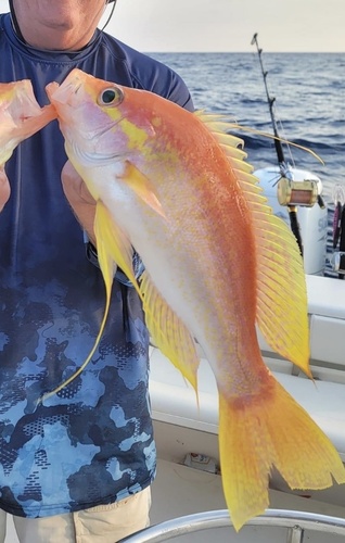 Longtail Bass