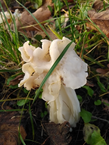 Garbanotoji alvytė nuotrauka