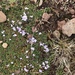 Trifolium acaule - Photo (c) khenderson, all rights reserved
