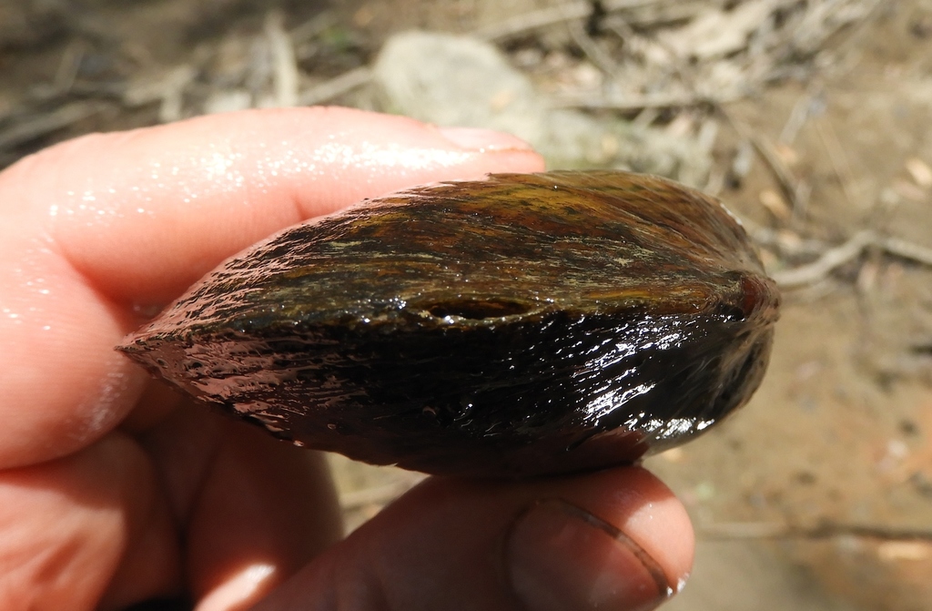 Triangular Kidneyshell Kidneyshell from Erie County, PA, USA on May 29, 2018 at 12:59 PM by ...