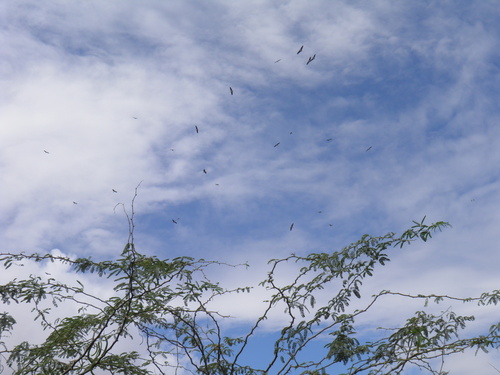 Marabou Stork
