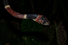 Rhinobothryum bovallii image