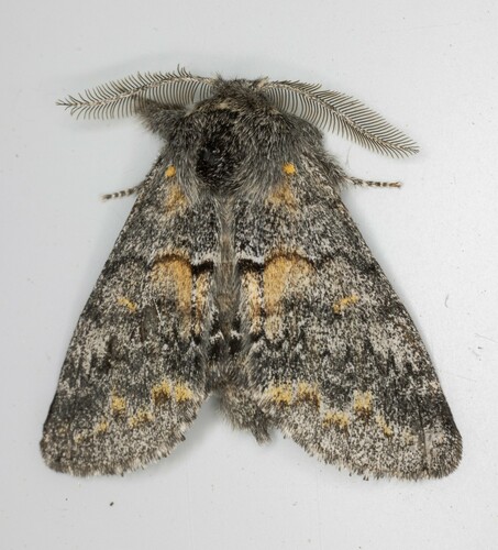 iNaturalist observation photo of Banded Pebble Moth