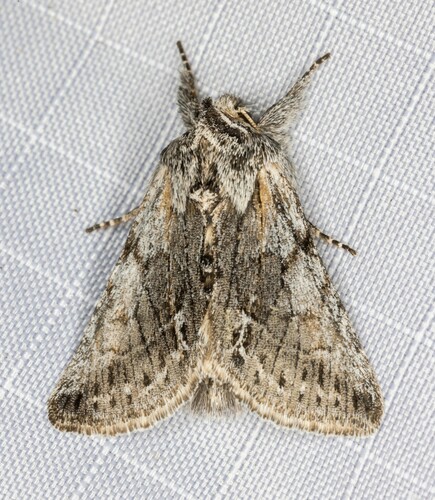 iNaturalist observation photo of Pleromelloida bonuscula
