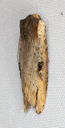 iNaturalist observation photo of Acadian Swordgrass Moth