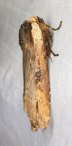 iNaturalist observation photo of Acadian Swordgrass Moth