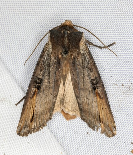iNaturalist observation photo of Acadian Swordgrass Moth