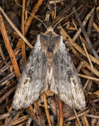 iNaturalist observation photo of Acadian Swordgrass Moth