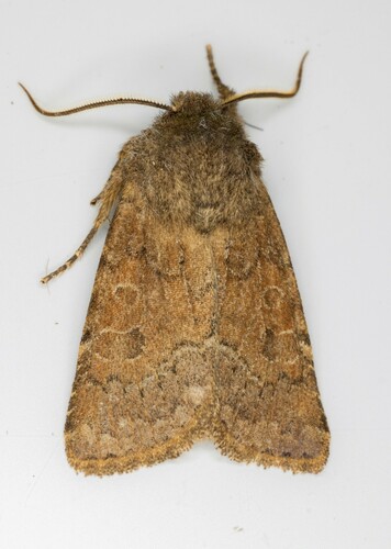 iNaturalist observation photo of Homoglaea californica