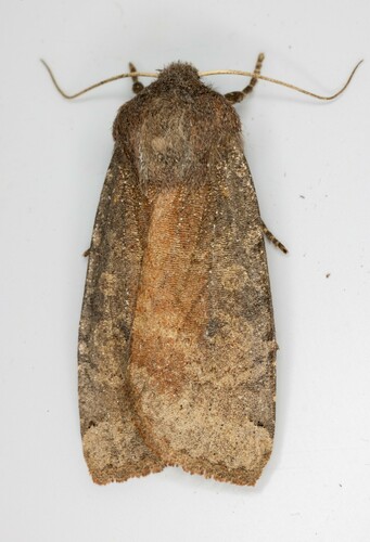 iNaturalist observation photo of Homoglaea carbonaria